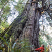 One of several monumental western redcedars located in Jurassic Grove.