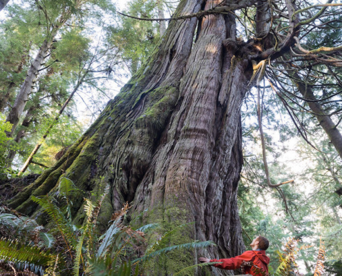 One of several monumental western redcedars located in Jurassic Grove.