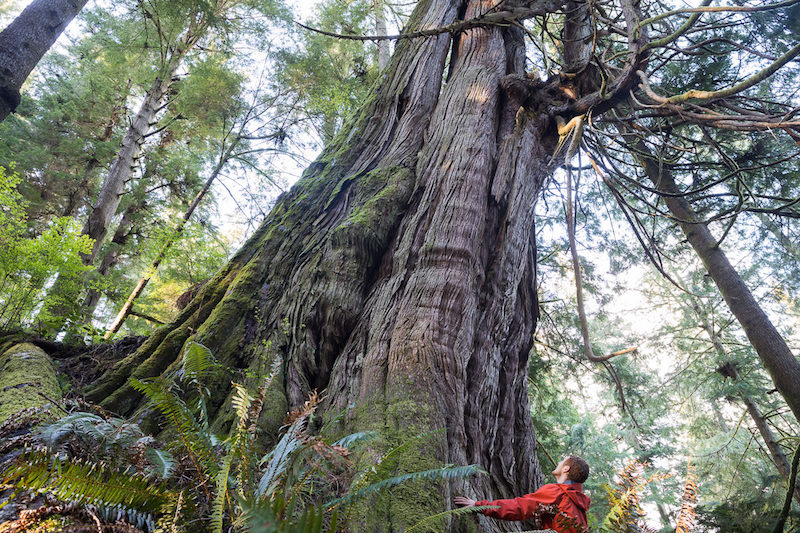 One of several monumental western redcedars located in Jurassic Grove.