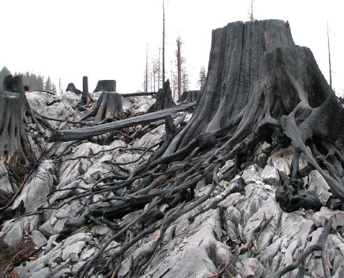 Undated image from the Tahsish Valley on Vancouver Island