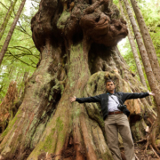 MP Keith Martin stands in front of "Canada's Gnarliest Tree" in the endangered Upper Avatar Grove.