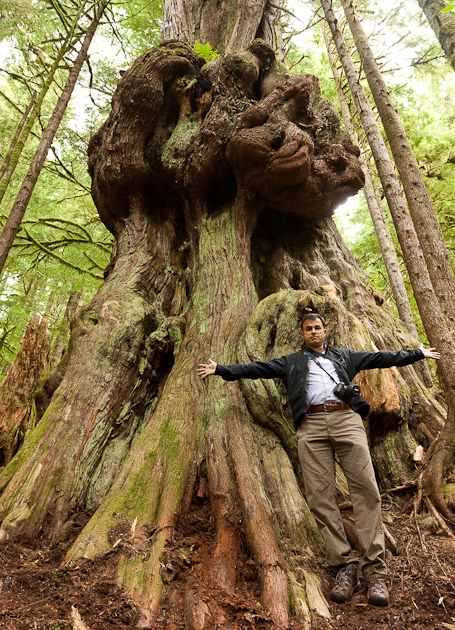 MP Keith Martin stands in front of "Canada's Gnarliest Tree" in the endangered Upper Avatar Grove.