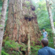 AFA executive director Ken Wu stands beside the Alberni Giant