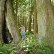 Ken Wu of the Ancient Forest Alliance is seeking full protection of old growth forests around Echo Lake as roost habitat for bald ealges in the Harrison River area.