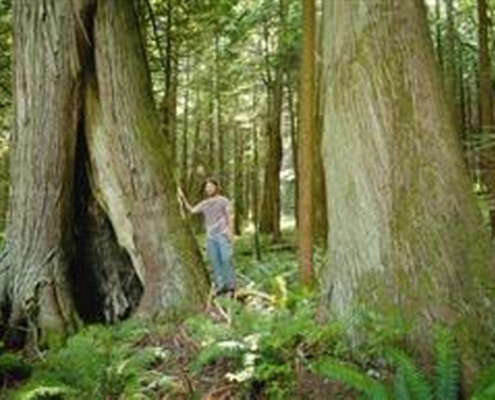 Ken Wu of the Ancient Forest Alliance is seeking full protection of old growth forests around Echo Lake as roost habitat for bald ealges in the Harrison River area.