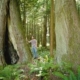 Ken Wu of the Ancient Forest Alliance is seeking full protection of old growth forests around Echo Lake as roost habitat for bald ealges in the Harrison River area.