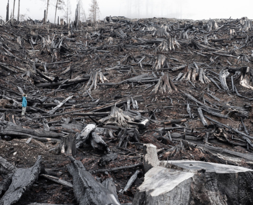 A photo of a burnt Vancouver Island clearcut - where an old-growth temperate rainforest once stood - has been chosen for exhibition in the international photography competition