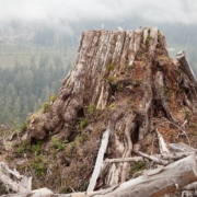 Old-growth redar stump - Klanawa Valley