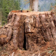 Old-growth redcedar stump in the Klanawa Valley. Vancouver Island