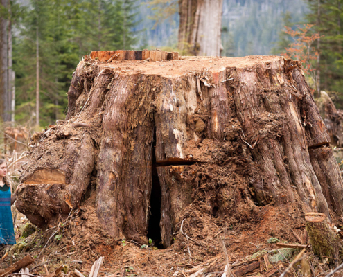 Old-growth redcedar stump in the Klanawa Valley. Vancouver Island