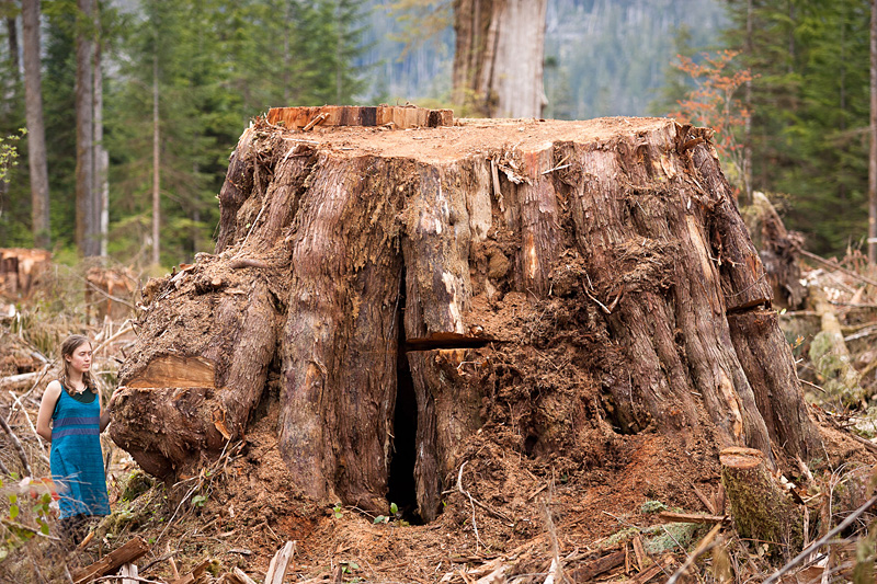 Old-growth redcedar stump in the Klanawa Valley. Vancouver Island