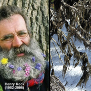 The horsehair lichen – which Hansen says resembles Kock's beard – will be known as Bryoria kockiana.