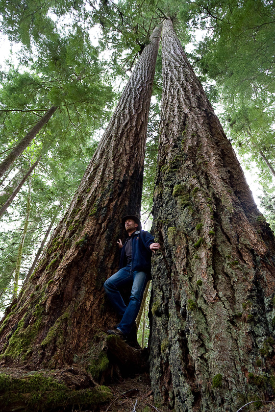 Rare old-growth Douglas Fir trees in the threatend Koksilah River grove.