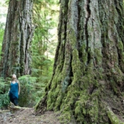 Koksilah Ancient Forest on Vancouver Island