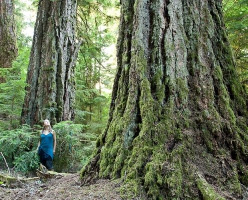 Koksilah Ancient Forest on Vancouver Island