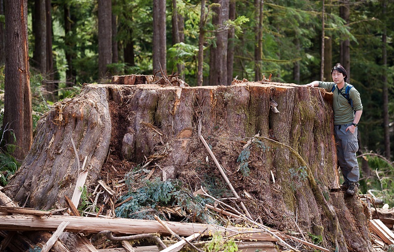 Ancient Forest Alliance's Ken Wu stands alongside a 14ft wide redcedar stump from an old-growth tree cut down on Edinburgh Mountain near Port Renfrew.