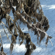 Naming rights for this new species of Bryoria or “Horsehair Lichen”