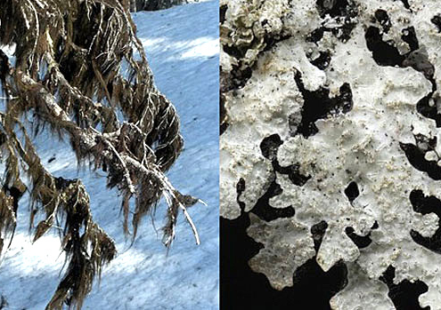 Bidders can buy the rights to name these two new species of lichen.