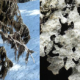 Bidders can buy the rights to name these two new species of lichen.