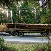 Much of Vancouver Island's second-growth forest is being logged quickly and shipped out of BC as raw logs instead of being processed and manufactured at local mills.
