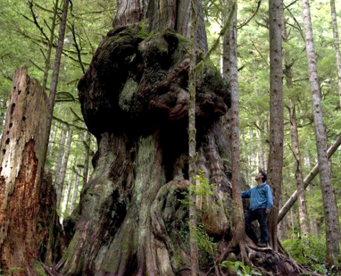 Ken Wu of the Ancient Forest Alliance stops to look at Canada's Gnarliest tree in the Avatar Old Growth Forest near Port Renfrew on Vancouver Island