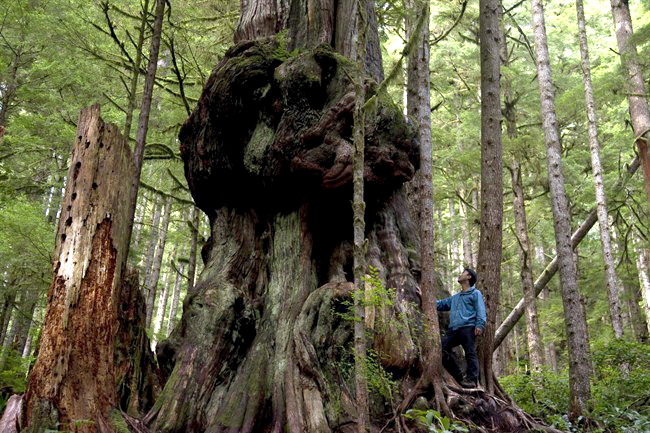 Ken Wu of the Ancient Forest Alliance stops to look at Canada's Gnarliest tree in the Avatar Old Growth Forest near Port Renfrew on Vancouver Island