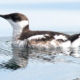 A Marbled Murrelet floats on the sea.