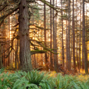 Old-Growth Coastal Douglas Fir forest in Metchosin