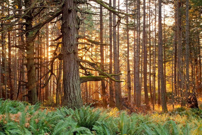 Old-Growth Coastal Douglas Fir forest in Metchosin