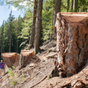 Recent old-growth logging by Island Timberlands on McLaughlin Ridge near Port Alberni.