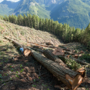 Recent old-growth logging by Island Timberlands on McLaughlin Ridge near Port Alberni.