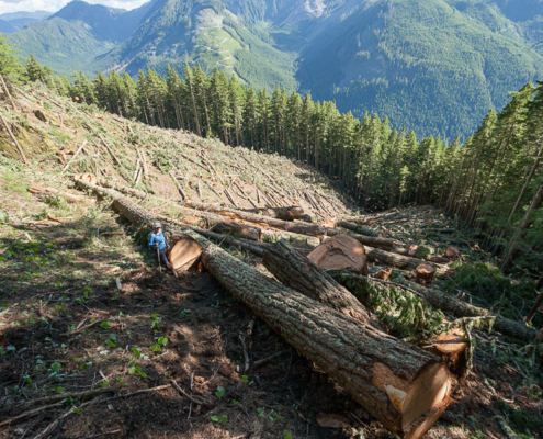 Recent old-growth logging by Island Timberlands on McLaughlin Ridge near Port Alberni.
