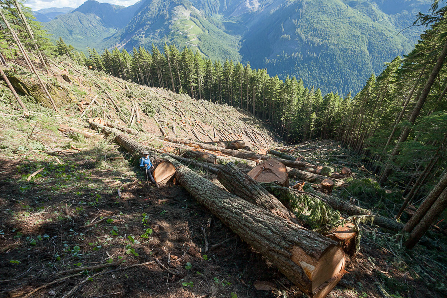 Recent old-growth logging by Island Timberlands on McLaughlin Ridge near Port Alberni.