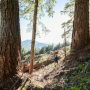 Port Alberni Watershed Forest-Alliance activist Jane Morden surveys old-growth logging by Island Timberlands on McLaughlin Ridge in the China Creek drinking watershed of Port Alberni.