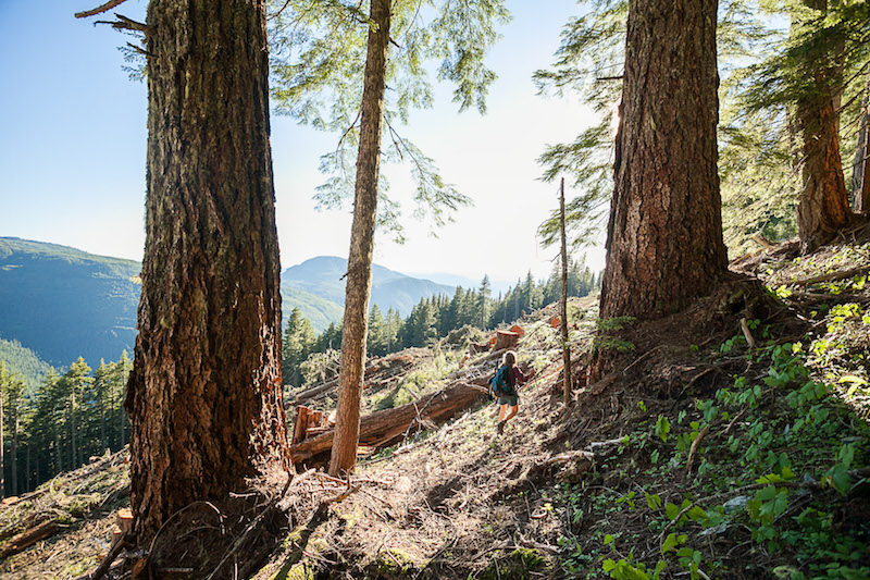 Port Alberni Watershed Forest-Alliance activist Jane Morden surveys old-growth logging by Island Timberlands on McLaughlin Ridge in the China Creek drinking watershed of Port Alberni.