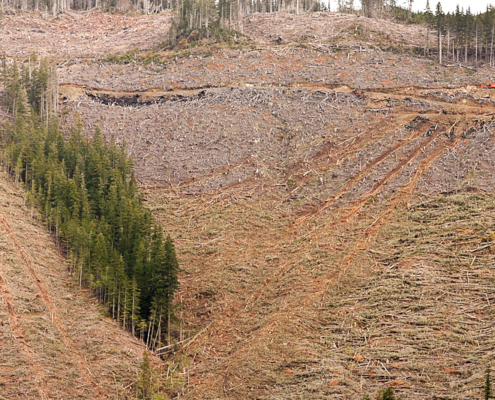 The scarred landscape of an Island Timberlands clearcut along the McLaughlin Ridge from Oct. 2011. Approximately 400 hectares of the original 500 HA of old-growth remains along the ridges' core.
