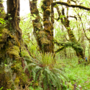 Ancient Forest Alliance campaigner Hannah Carpendale stands amongst the giant old-growth Bigleaf maples in the un-protected Mossy Maple Grove.