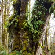 Mary Vasey stands beside the largest old-growth bigleaf maple in the Mossy Maple Grove.