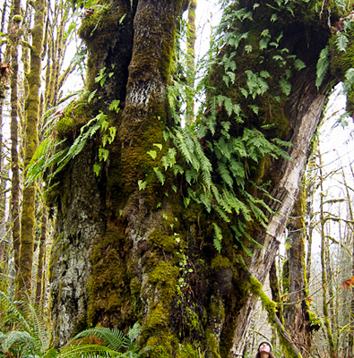 Mary Vasey stands beside the largest old-growth bigleaf maple in the Mossy Maple Grove.
