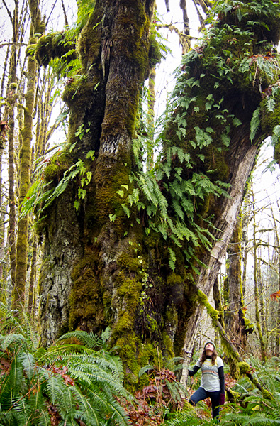 Mary Vasey stands beside the largest old-growth bigleaf maple in the Mossy Maple Grove.