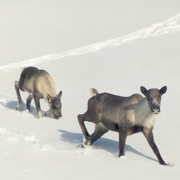 Mountain Caribou are Canada's largest old-growth dependent animal.