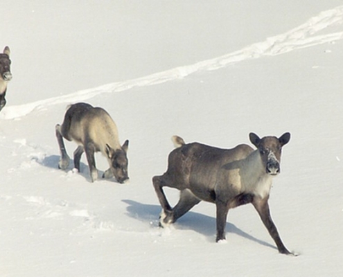 Mountain Caribou are Canada's largest old-growth dependent animal.