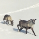 Mountain Caribou are Canada's largest old-growth dependent animal.