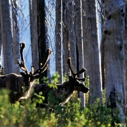 Mountain Caribou are Canada's largest old-growth dependent animal.
