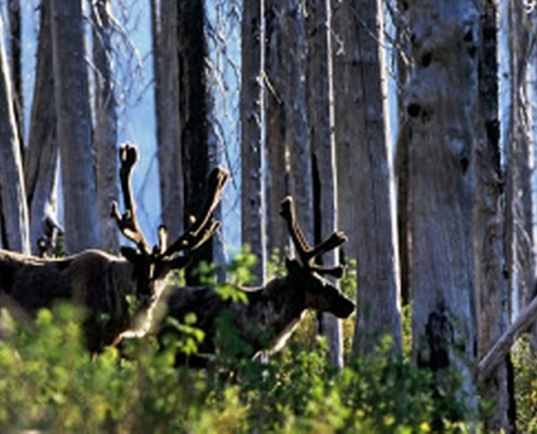 Mountain Caribou are Canada's largest old-growth dependent animal.