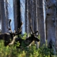 Mountain Caribou are Canada's largest old-growth dependent animal.