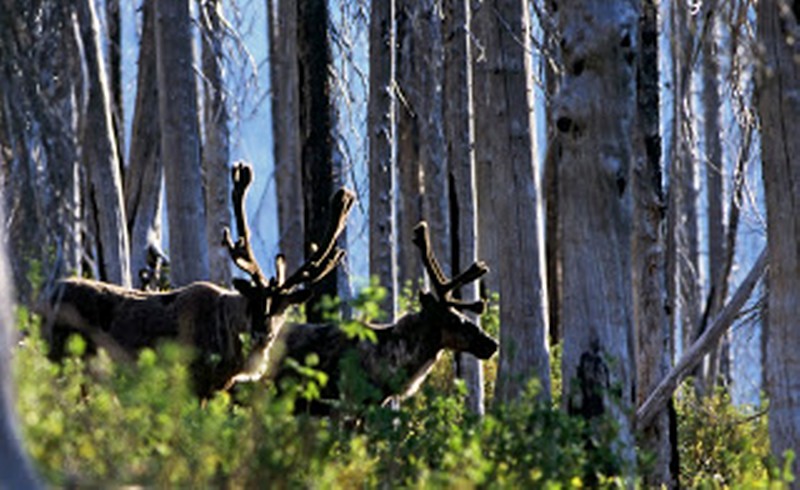 Mountain Caribou are Canada's largest old-growth dependent animal.