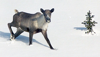 Mountain Caribou