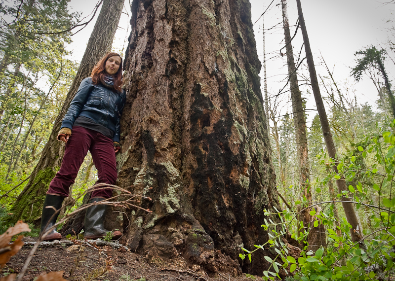 Benna Keoghoe stands next to a giant Douglas fir measuring 6ft in diameter growing in Mount Doug Park located within the Oak Bay/Gordon Head swing riding.