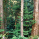 The Nahmint Valley near Port Alberni has some of the last remaining tracts of unprotected old-growth Douglas fir forests.